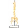 LIFE-SIZE HUMAN VERTEBRAL COLUMN WITH PELVIS & FEMUR HEADS (FLEXIBLE)